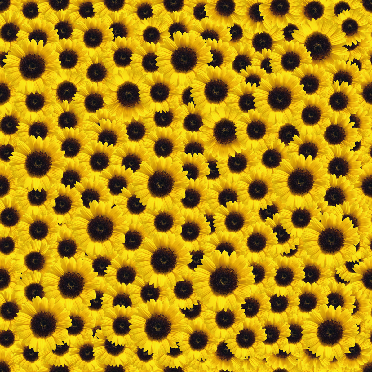 Suntastic Yellow Sunflower Pattern Adhesive Vinyl