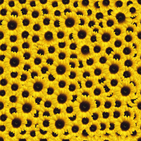 Suntastic Yellow Sunflower Pattern Adhesive Vinyl